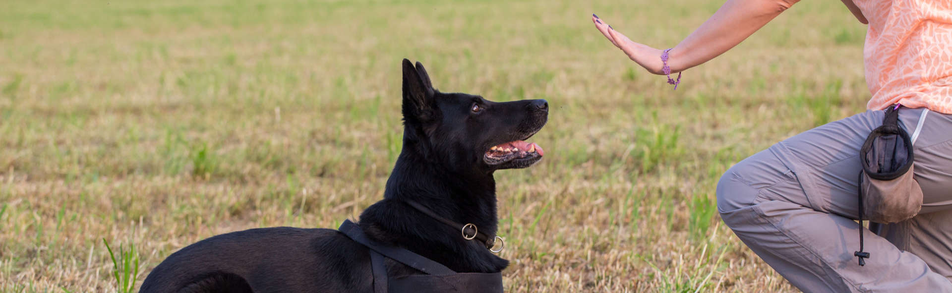 Dog Training Aurora IL