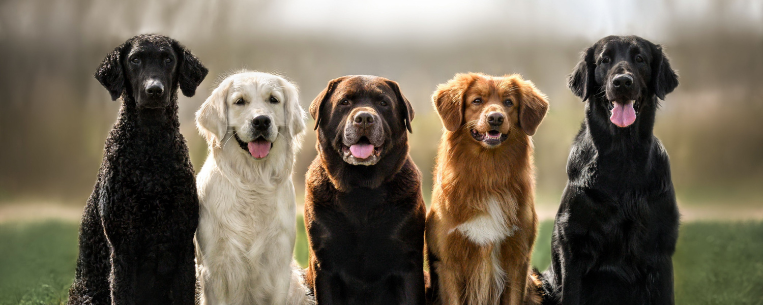 Advanced Dog Training Aurora IL