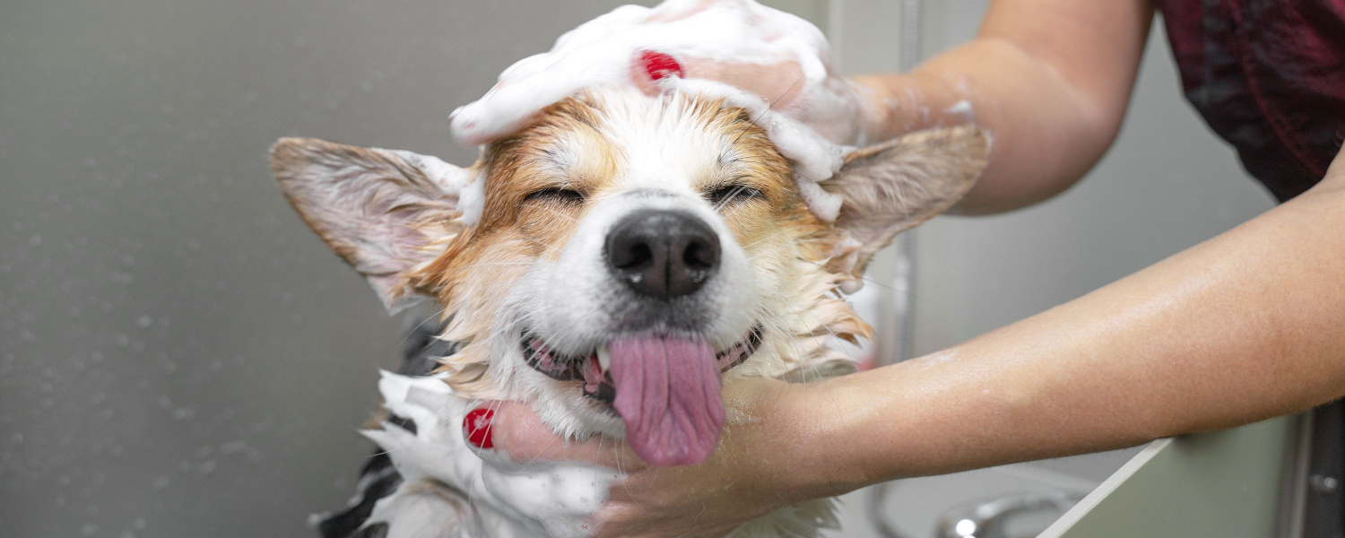 Best Dog Groomers Aurora IL