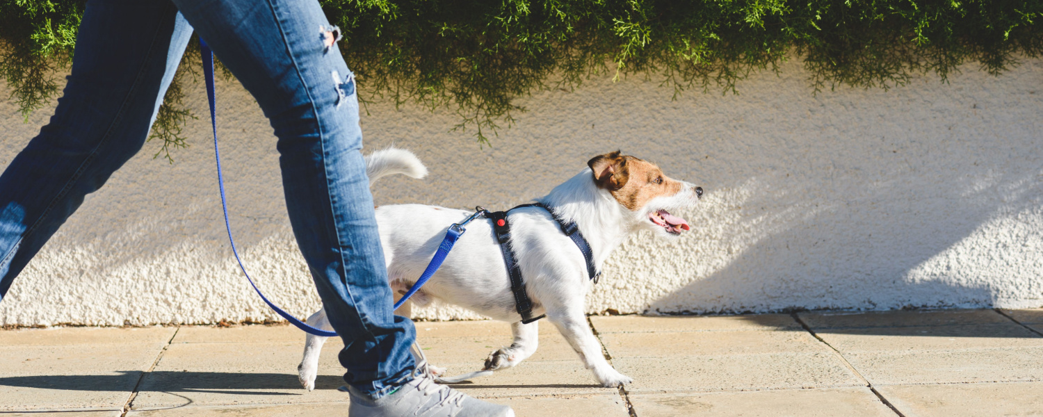 Dog Obedience Aurora IL
