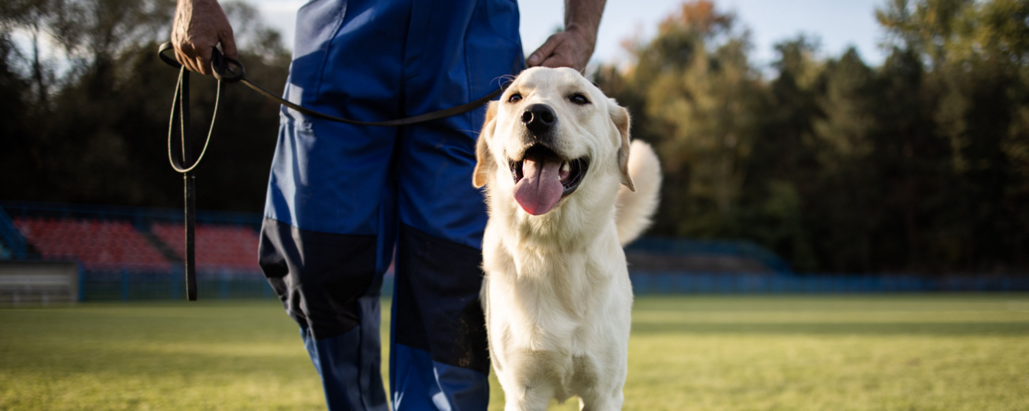 Dog Training Near Me Near Aurora IL