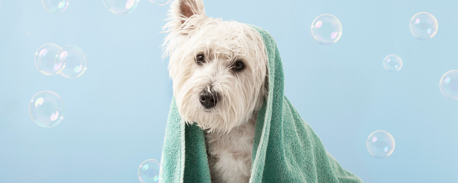 Pet Grooming Near Me Aurora IL