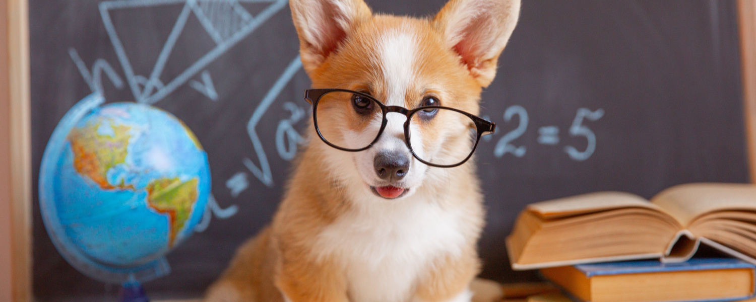 Puppy Classes Aurora IL