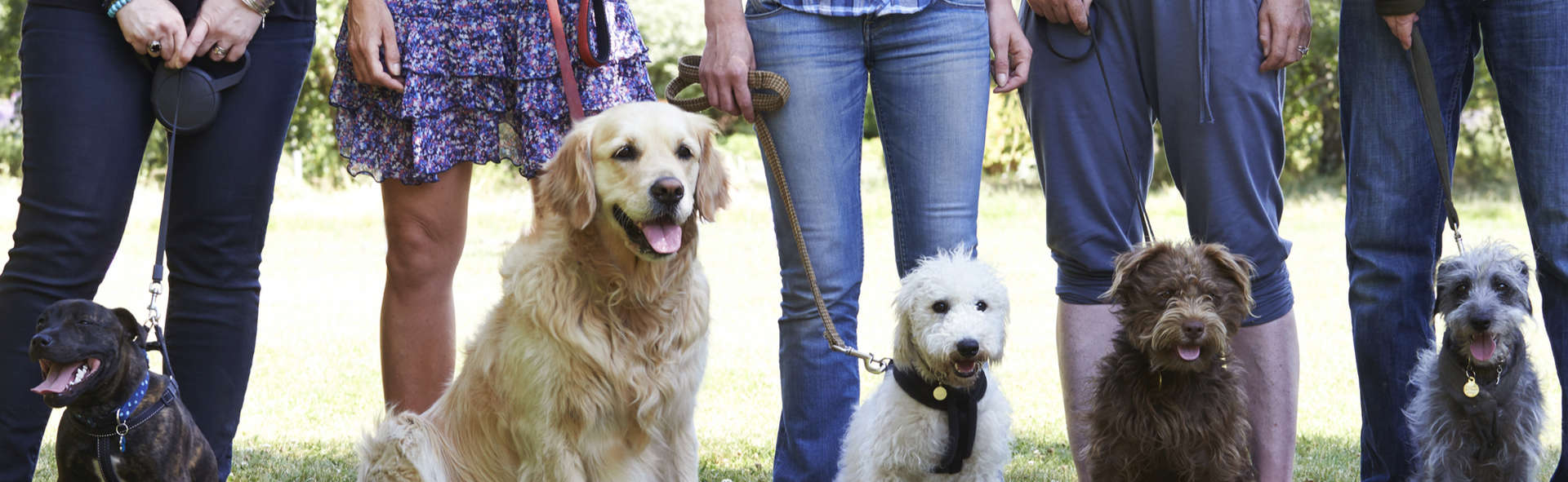 Advanced Dog Obedience Training Aurora IL