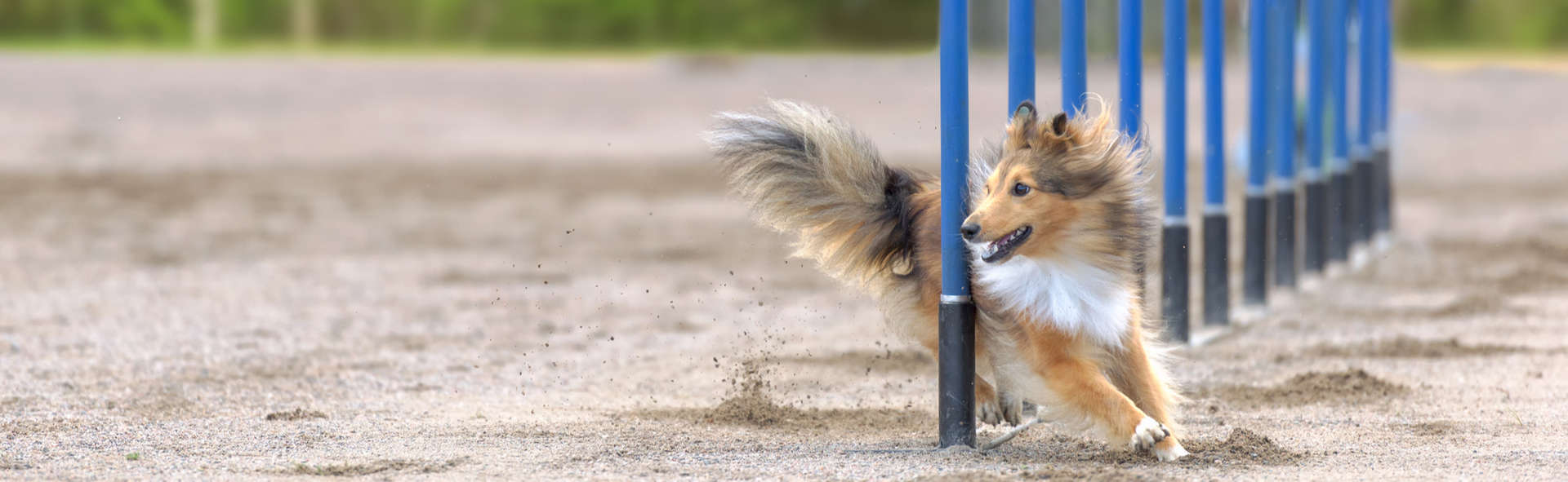 Dog Agility Training Aurora IL