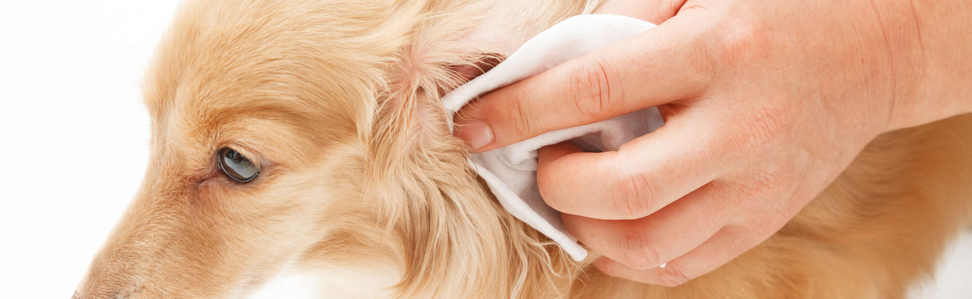 Dog Ear Cleaning Aurora Il Woofbeach Aurora Contact Us Today