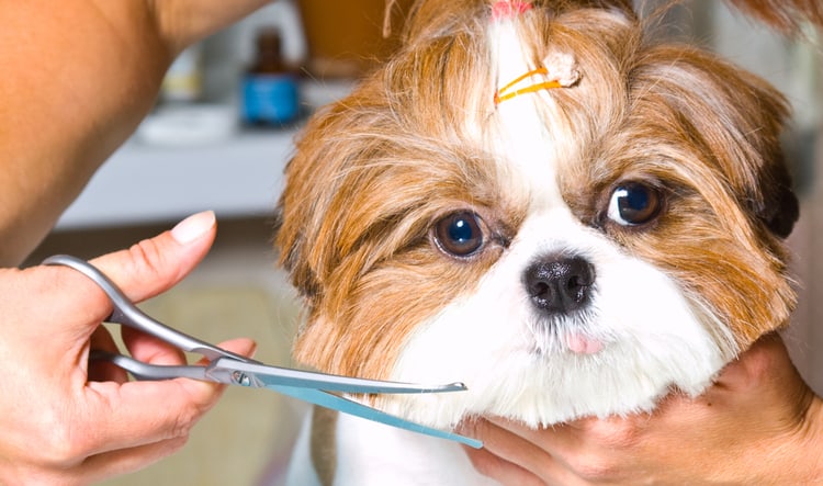 Dog Grooming Aurora IL is an Essential Part of General Wellness for Your Pet