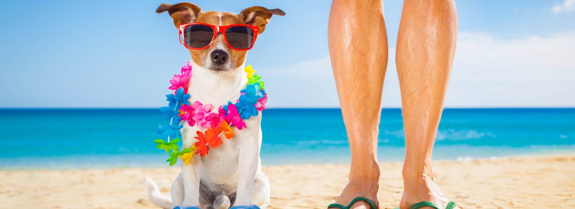 WoofBeach Aurora IL | Dog Grooming | Dog Training | Call 630-686-8050