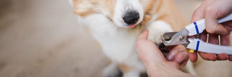 Dog Nail Trimming Near Me Aurora IL | WoofBeach Aurora